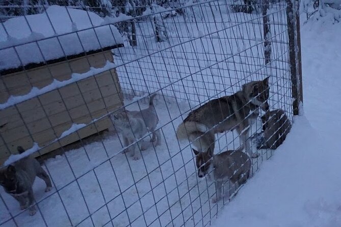 10 km Authentic Husky Safari in the Taiga Forest – Family Kennel - Meeting the huskies and learning the basics