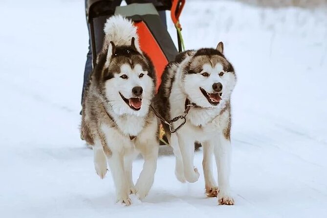 10 km Authentic Husky Safari in the Taiga Forest – Family Kennel - Getting to know working huskies after the ride