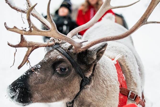 2km Sleigh Ride & Feeding Experience at Traditional Reindeer Farm - Who will enjoy this farm visit most