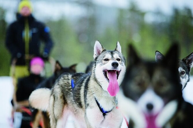 5KM Husky Sled Ride from Levi - Key points at a glance