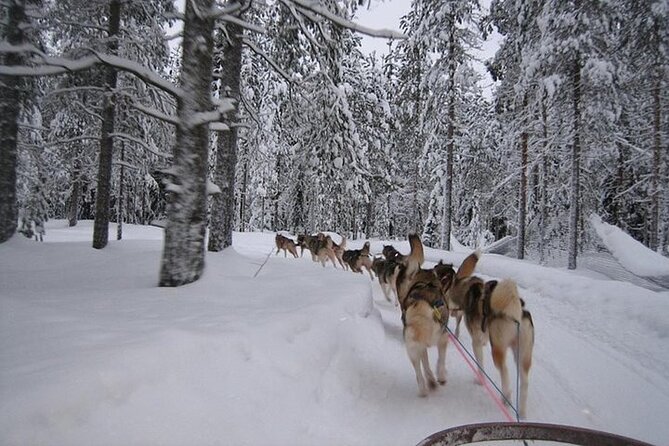 5KM Husky Sled Ride from Levi - Taking the reins near Levi