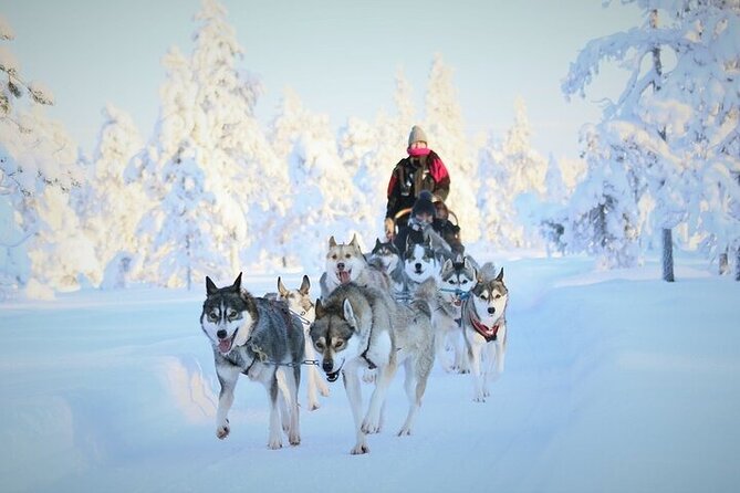 8-10km Husky Ride in the Taiga and Visit Other Farm Animals - Key points to know before booking