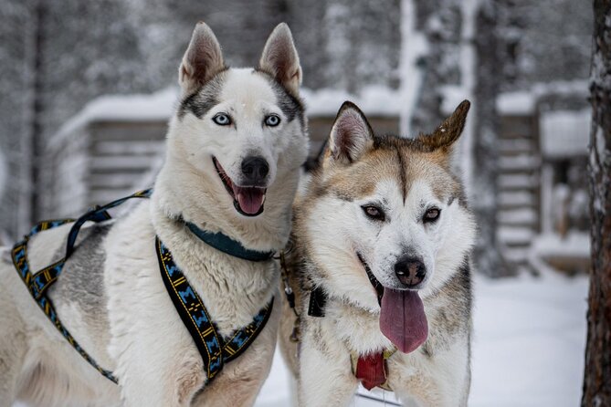 8-10km Husky Ride in the Taiga and Visit Other Farm Animals - Reaching the husky farm from Rovaniemi