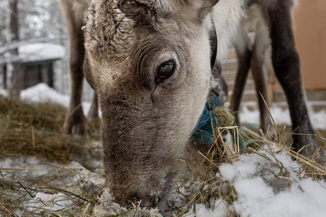 8-10km Husky Ride in the Taiga and Visit Other Farm Animals - The 8 to 10 km route through the Taiga