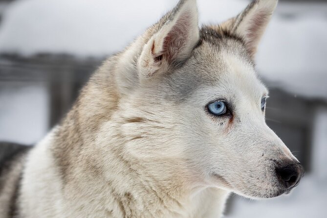 8-10km Husky Ride in the Taiga and Visit Other Farm Animals - Warming up by the fire and eating lunch