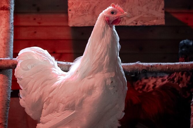 8-10km Husky Ride in the Taiga and Visit Other Farm Animals - What the $272.83 price means