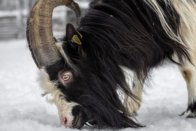 8-10km Husky Ride in the Taiga and Visit Other Farm Animals - Clothing, cold, and practical comfort
