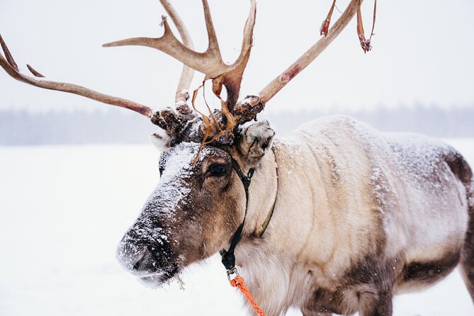 Apukka Reindeer Journey - Key points to know before you book