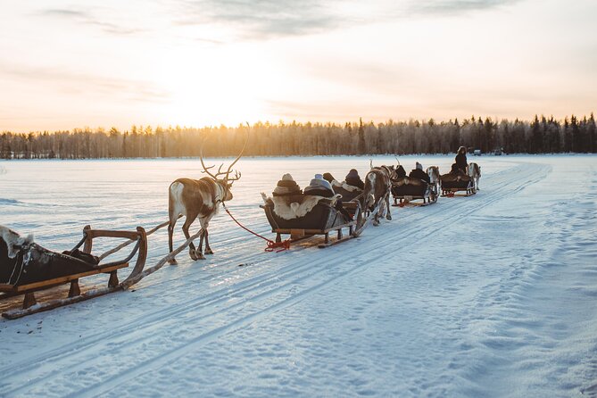Apukka Reindeer Journey - A quiet ride through the snowy forest