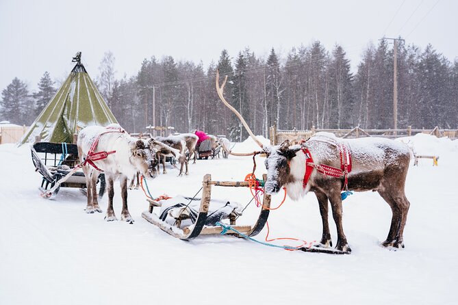 Apukka Reindeer Journey - A closer look at the group size