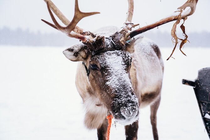 Apukka Reindeer Journey - Value at $215.54 per person