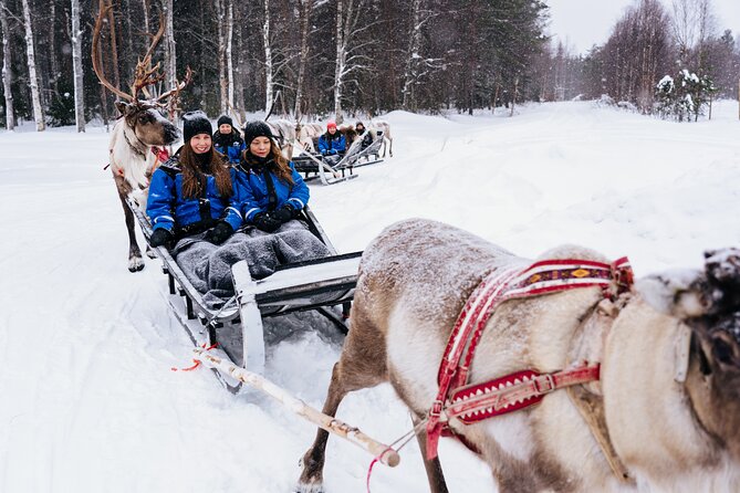 Apukka Reindeer Journey - The animal welfare question