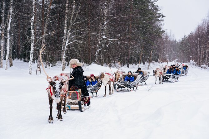 Apukka Reindeer Journey - Meeting the reindeer before and after the ride