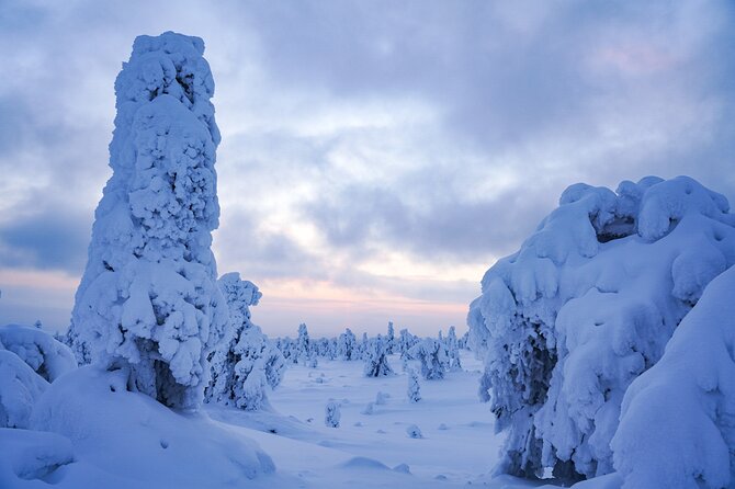 Arctic Adventure through Magical Frozen Forests of Riisitunturi - Winter clothing and boots included