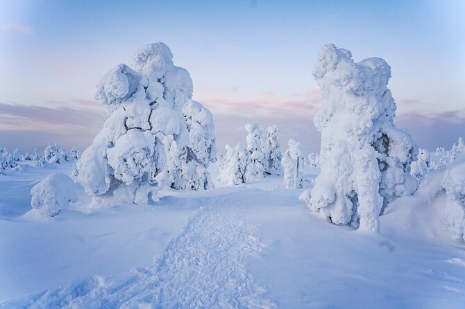 Arctic Adventure through Magical Frozen Forests of Riisitunturi - Is $228.56 a fair price?