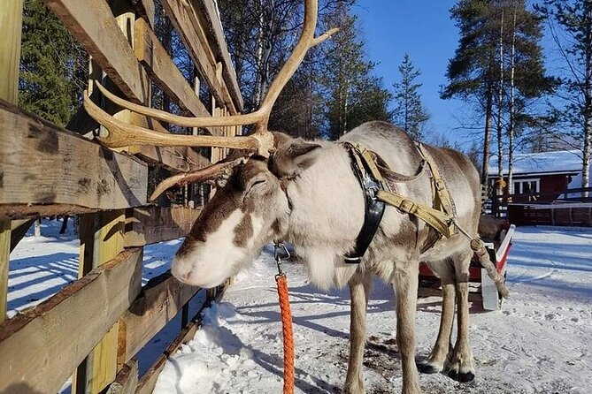Arctic Animals Adventure with Lunch Buffet - Key points to know before booking