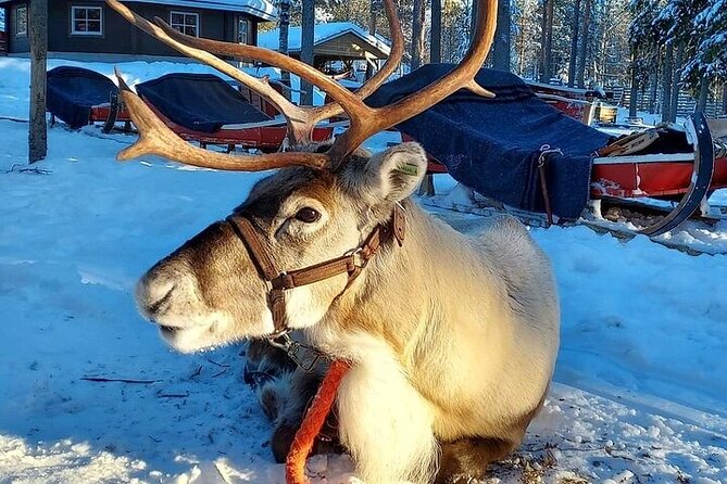 Arctic Animals Adventure with Lunch Buffet - Why this Arctic combination works