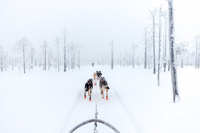 Arctic Animals Adventure with Lunch Buffet - The drive from Rovaniemi to Ranua