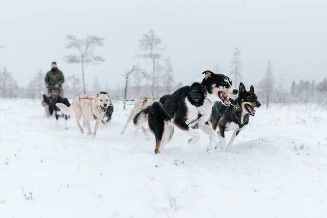 Arctic Animals Adventure with Lunch Buffet - Ranua Wildlife Park and its Arctic animals