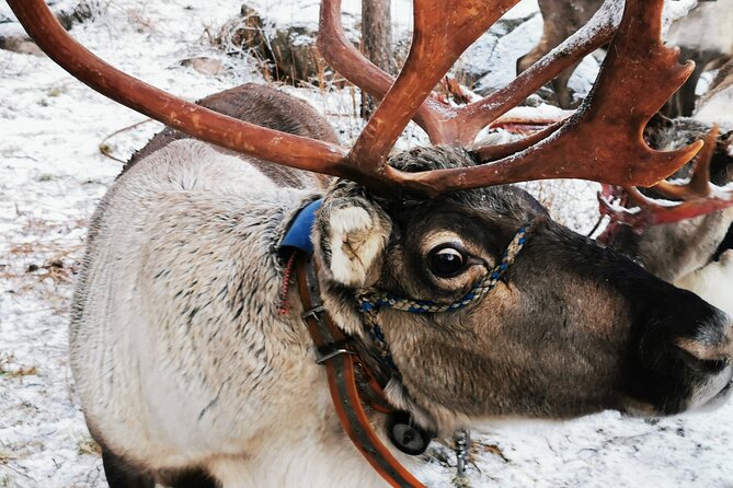 Arctic Animals Adventure with Lunch Buffet - Guides make a noticeable difference