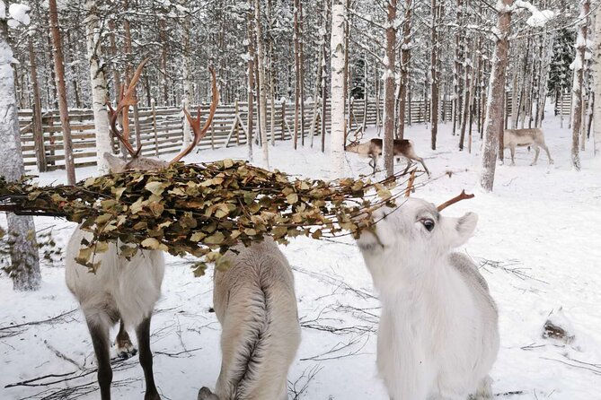 Arctic Animals Adventure with Lunch Buffet - The morning farm visit and two sleigh rides