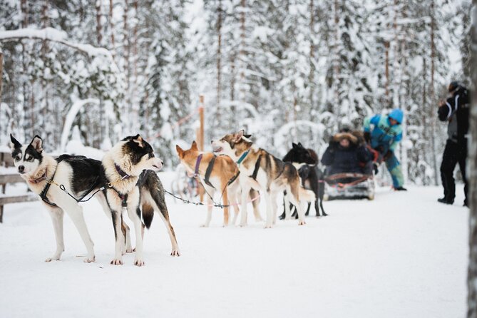 Arctic Circle Highlights Family Day - Why this family day works in Rovaniemi