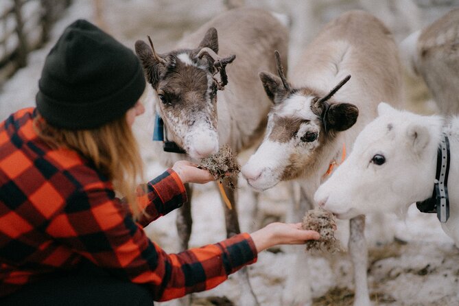 Arctic Reindeer Farm Experience with Snowshoeing in the Wild - Key points to know
