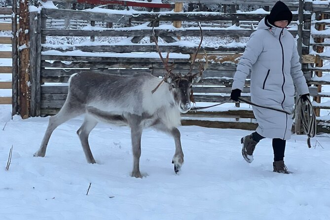 Arctic Reindeer Farm Experience with Snowshoeing in the Wild - A quiet start beyond Levi