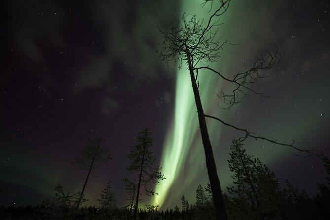 Aurora Borealis Picnic in Rovaniemi - Who will enjoy this Rovaniemi activity most?