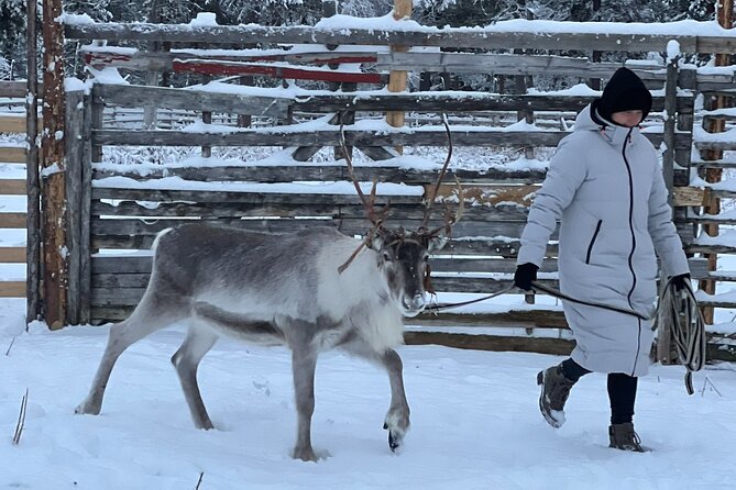 Authentic Reindeer Experience and Ice Fish with Lunch in the Wild - What $254.85 buys you