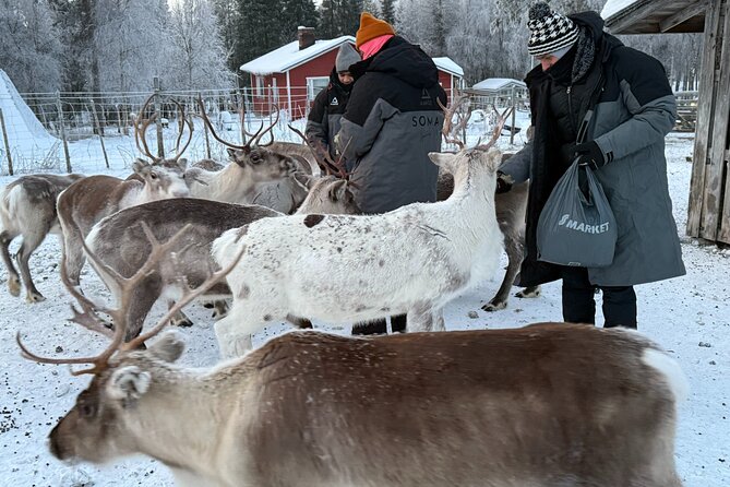 Authentic Reindeer Experience and Ice Fish with Lunch in the Wild - Is this Soma Adventures tour worth booking?