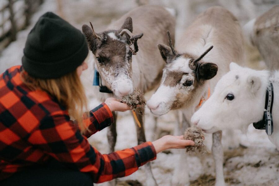 Authentic Reindeer Experience, Ice Fish & Lunch in the Wild - Who will enjoy this most