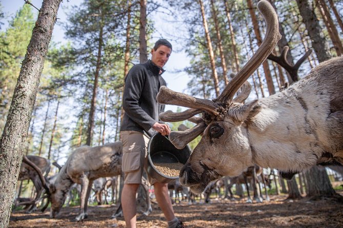 Authentic Reindeer Farm and Canoe Experience from Rovaniemi - From Rovaniemi to a traditional reindeer farm