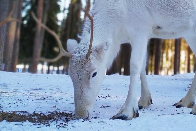 Authentic Reindeer Farm Experience in Rovaniemi - Starting the morning from central Rovaniemi