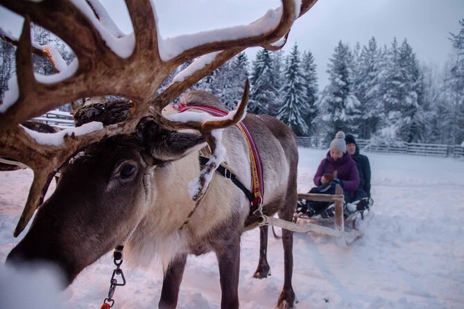 Authentic Reindeer Farm Experience in Rovaniemi - Taking the 400-meter sleigh turn