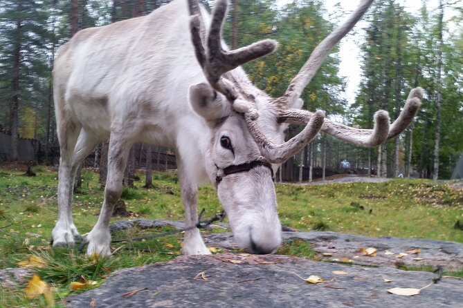 Authentic Reindeer Farm Experience in Rovaniemi - Tea, biscuits, and questions in the hut