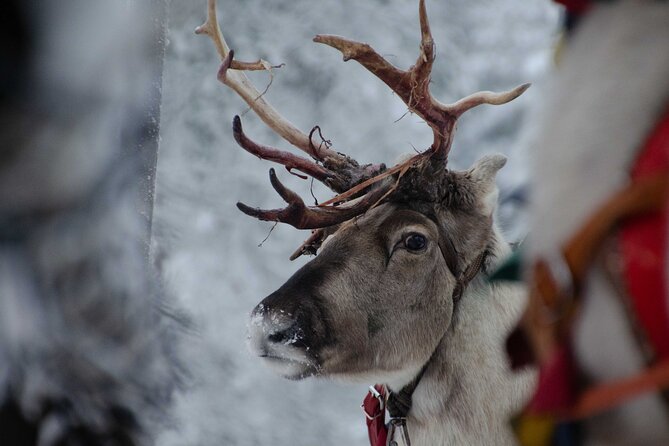 Authentic Reindeer Farm Experience in Rovaniemi - Why the small group changes the visit