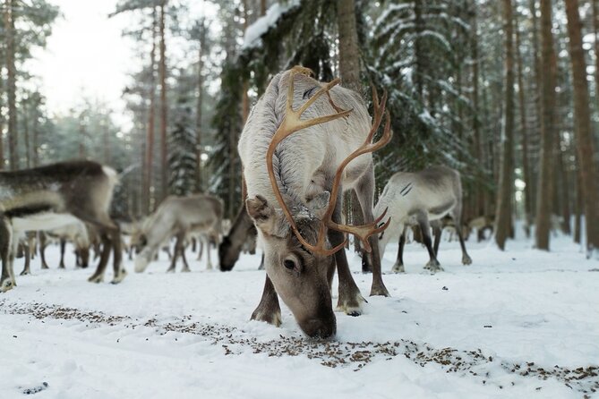 Authentic Reindeer Farm Experience in Rovaniemi - Meeting the herders and the reindeer