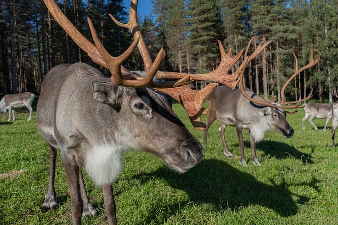 Bear and Arctic Animals 2 Day Trip from Rovaniemi - What the long bear watch feels like