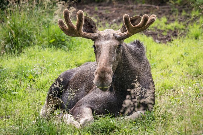Bear and Arctic Animals 2 Day Trip from Rovaniemi - Ranua Wildlife Park adds a different kind of Arctic viewing