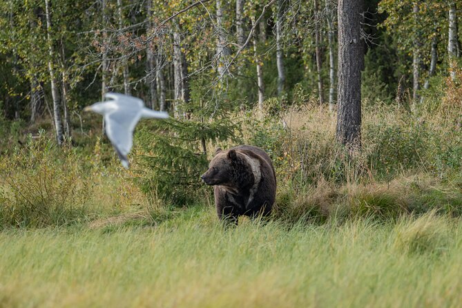 Bear and Arctic Animals 2 Day Trip from Rovaniemi - Is $939.94 a fair price?