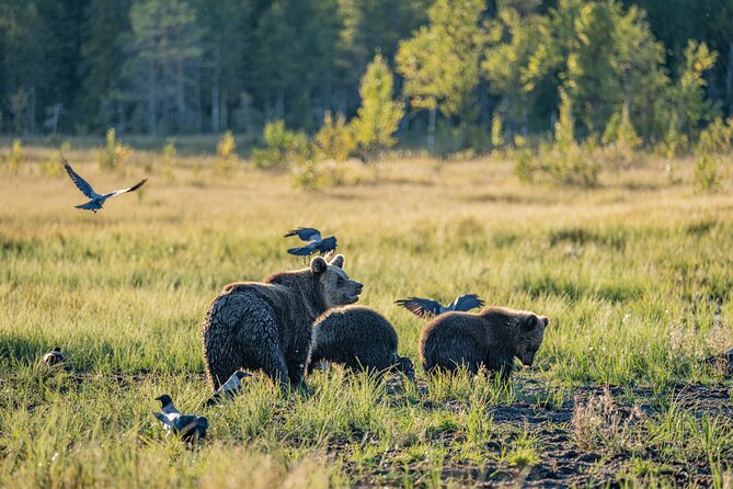 Bear and Arctic Animals 2 Day Trip from Rovaniemi - A family-sized kennel with about 45 Greenland dogs