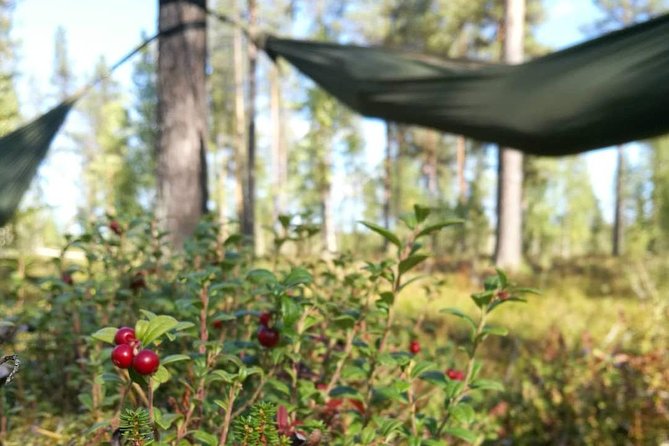 Cocooning in the HaliPuu forest: The ultimate Arctic hammock relaxation - Price, timing, and the real value