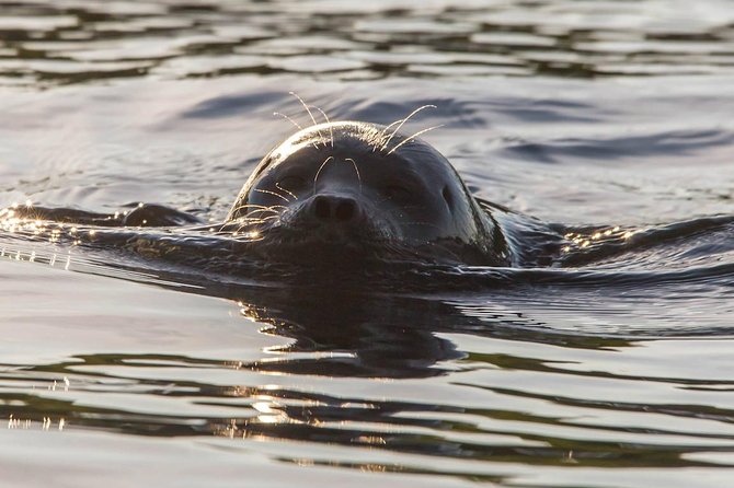 Cruise in Puumala by Lake Saimaa - What makes this Puumala cruise worth considering