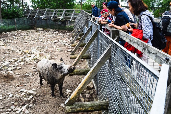 Day Trip to Ranua Arctic Wildlife Park from Rovaniemi - Why Ranua makes a good half-day outing