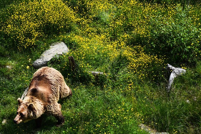 Day Trip to Ranua Arctic Wildlife Park from Rovaniemi - Meeting the Arctic animals at Ranua