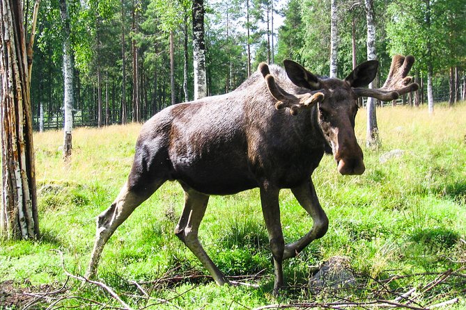 Day Trip to Ranua Arctic Wildlife Park from Rovaniemi - Barbecue lunch and time to warm up