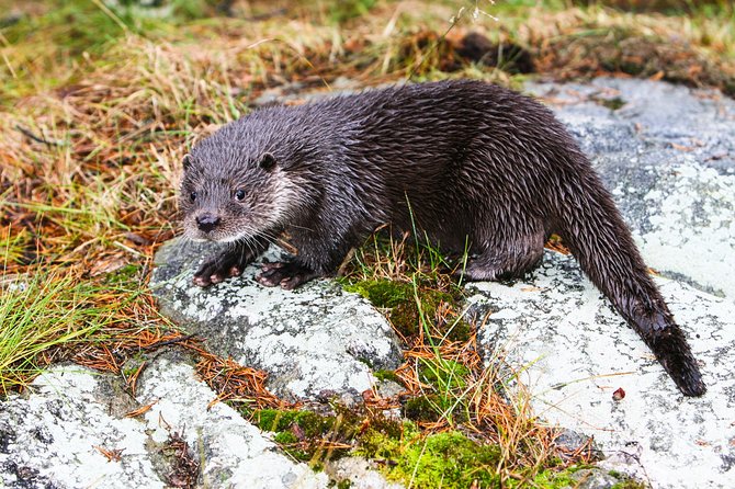 Day Trip to Ranua Arctic Wildlife Park from Rovaniemi - What the $157.74 price really covers