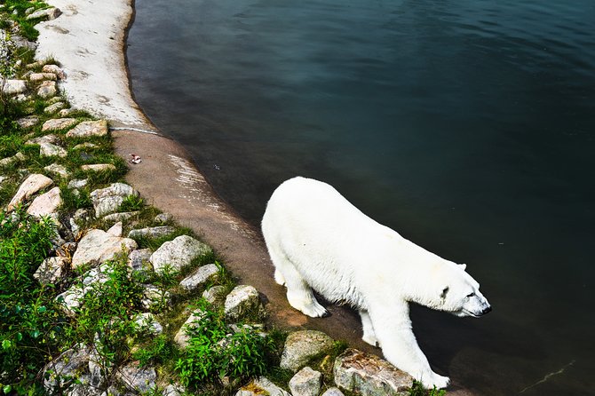 Day Trip to Ranua Arctic Wildlife Park from Rovaniemi - Who will get the most from this trip