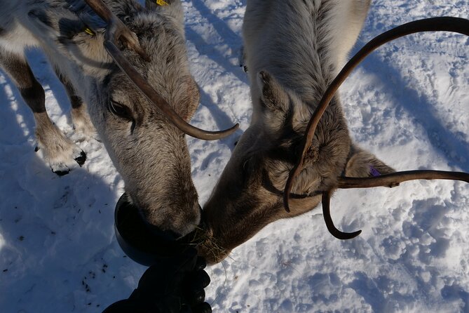 Discover Inari: Reindeer Farm, Siida Museum & Open Fire Lunch - Key points at a glance
